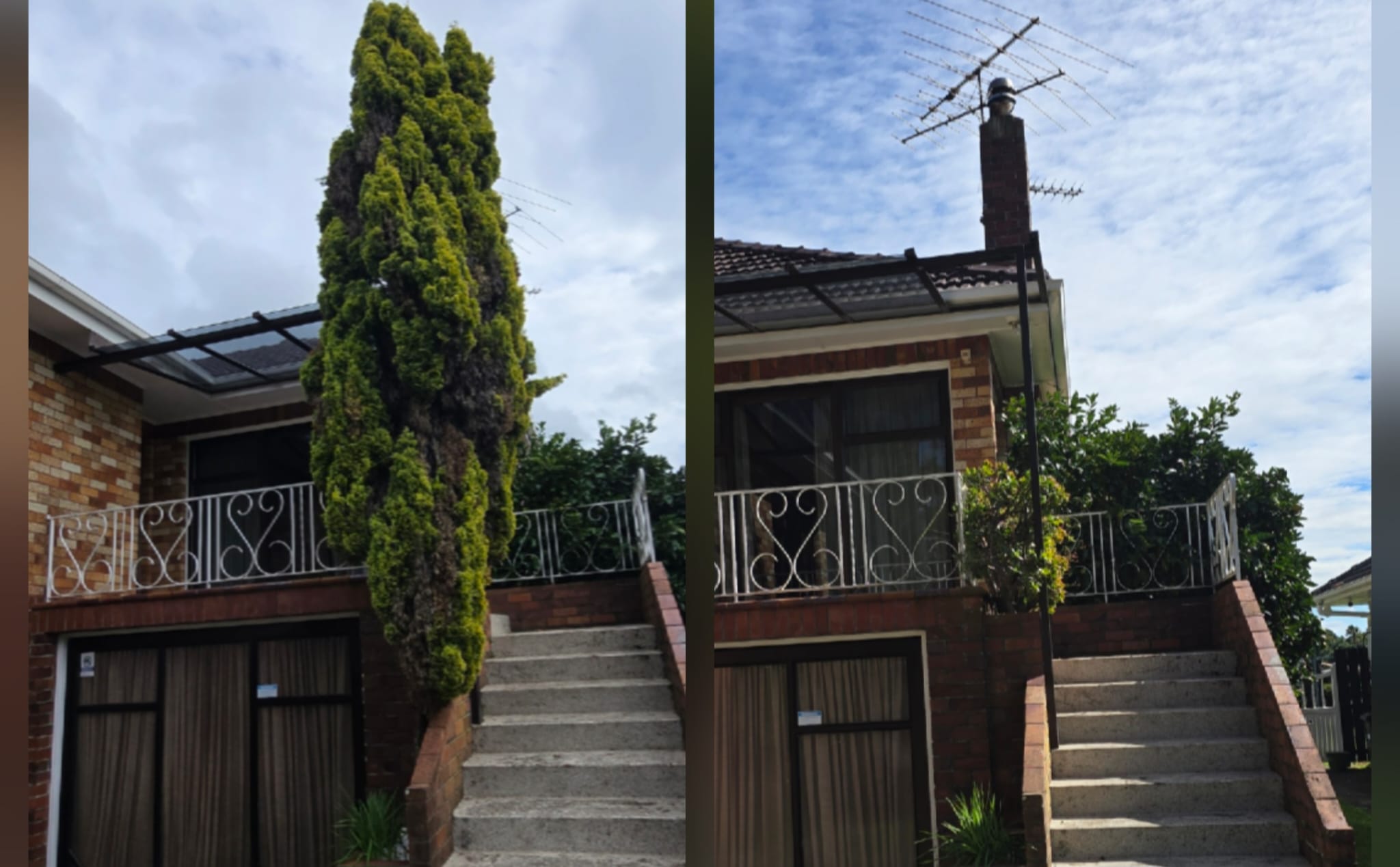 Small Tree Removal / Pruning
