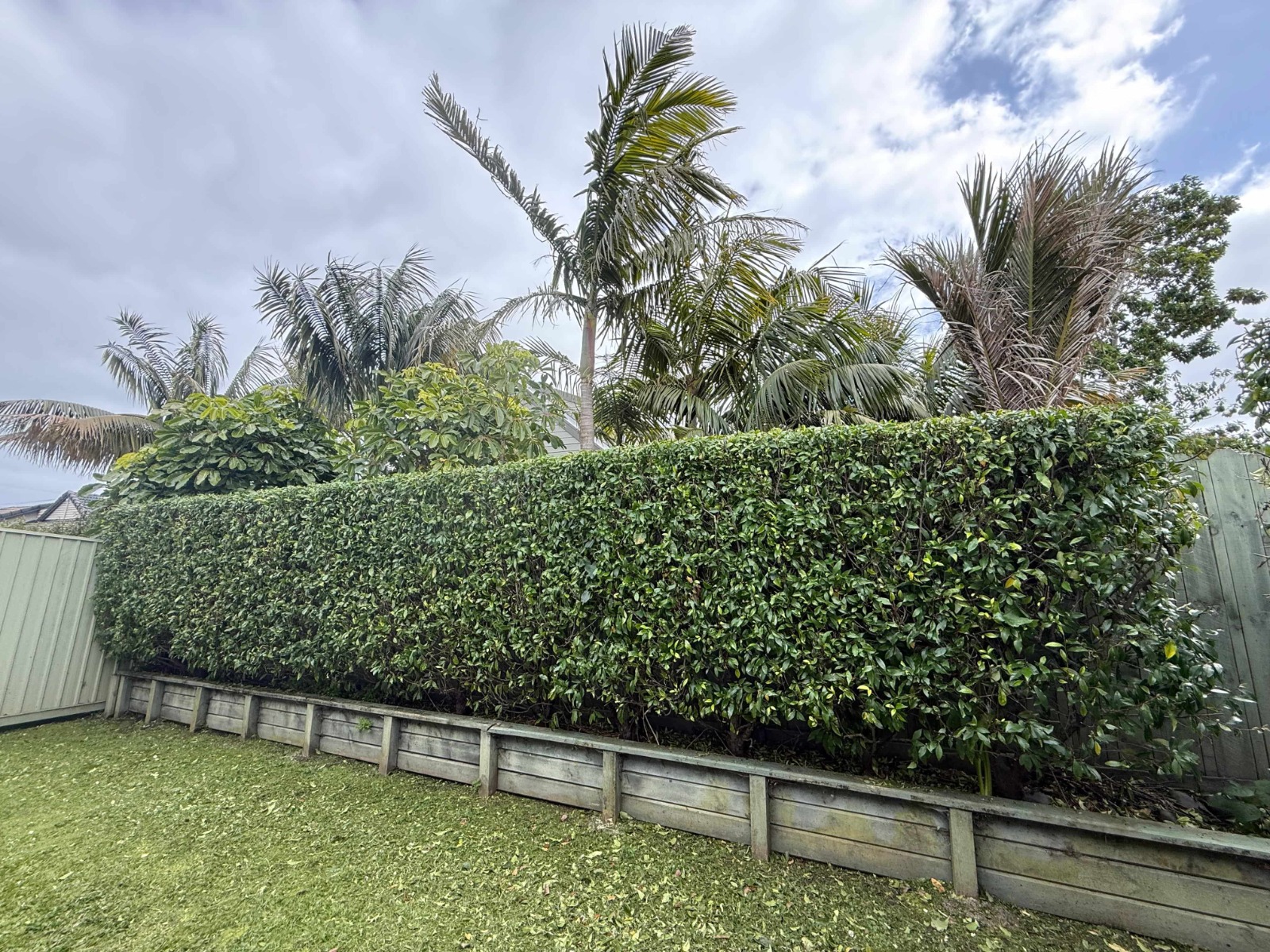 Hedge Trimming